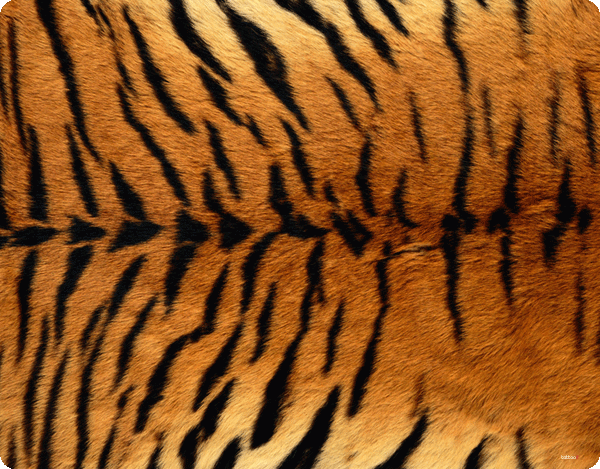 Tiger Fur