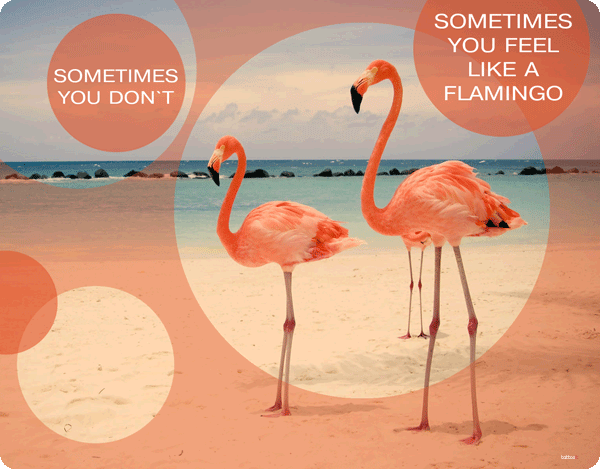 Flamingo Feeling