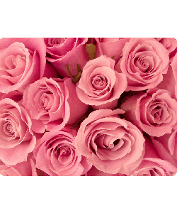 Roses are pink - Samsung Galaxy S4 Carcasa Transparenta Silicon